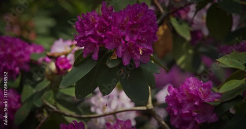 Wallpaper Mural Vibrant Pink Rhododendron Blooms in Full Spring Display Torontodigital.ca