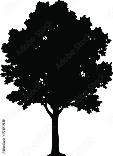 Tree Silhouette Vector, Black Deciduous Tree with Spreading Canopy Isolated on White Background for Nature and Outdoor Design Themes