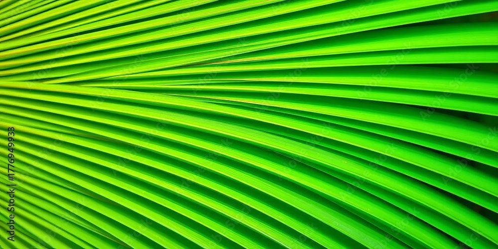 Obraz premium Close-up of a vibrant green Chinese fan palm frond, showing intricate detail, plant life, summer