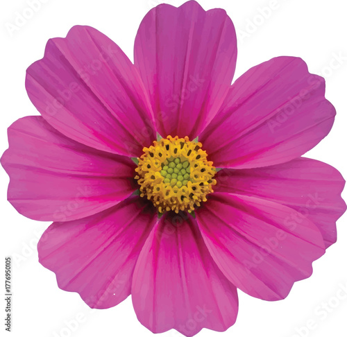 pink cosmos flower isolated. The image showcases a close-up view of a single cosmos flower, prominently displayed against a clean white background that enhances its vibrant colors. 