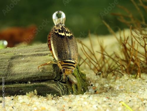 Adult predaceous diving beetle (Graphoderus perplexus) underwater, male, dorsal view with prominent plastron air bubble, macro close-up. 