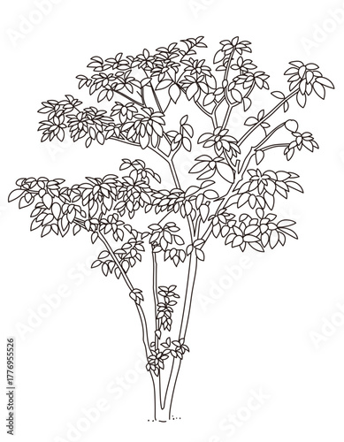 外構・庭植栽のイラスト