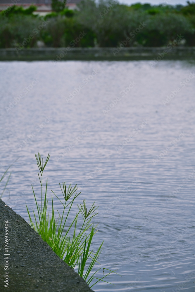 Fototapeta premium Goosegrass weeds with tough root system growing on grey textured field ridge beside calm water surface showing ripples, fallow paddy field edge visible background Taiwan agriculture landscape.