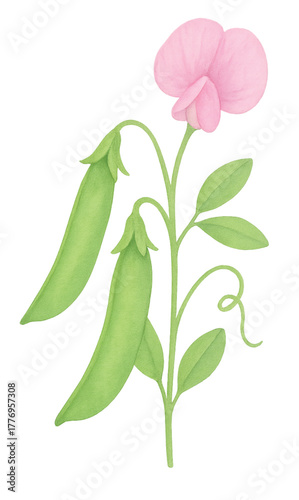 pea_pods_with_single_flower_watercolor