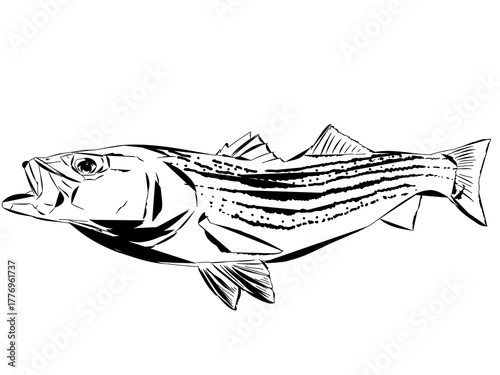 A modern comic like outline of a Striped Bass