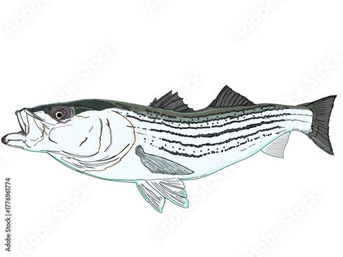 A full color Striper fish or Striped Bass in action