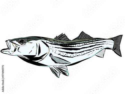 A modern full color Striper fish