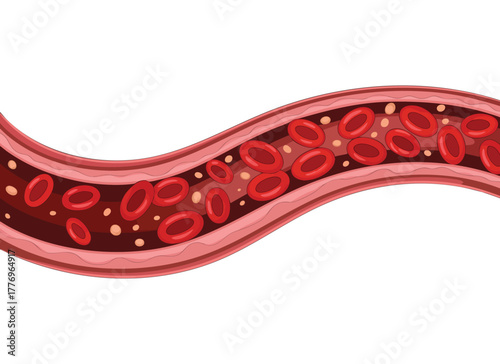 Red blood cells in the vein vector illustration perfect for biology medical health science education or anatomical study themed creative artwork