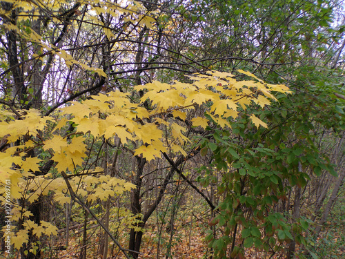 Colorful maple leaves on tree branch