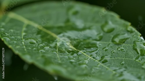 Dew-Kissed Leaf: A Macro View of Nature's Freshness