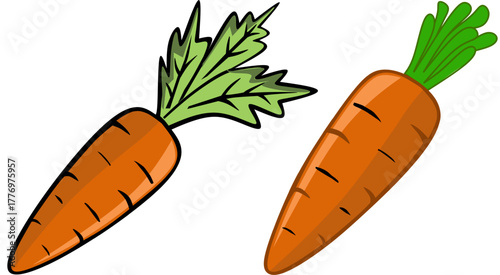 carrots and carrot fresh vegetables isolated 