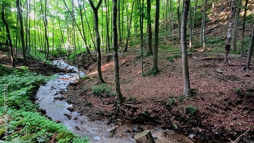 Photography Forest stream through lush woods
