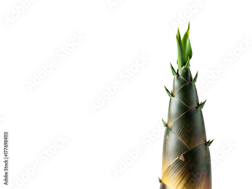 Fresh Bamboo Shoot with Green Sprouts Isolated on Clean White Background, Ideal for Visuals