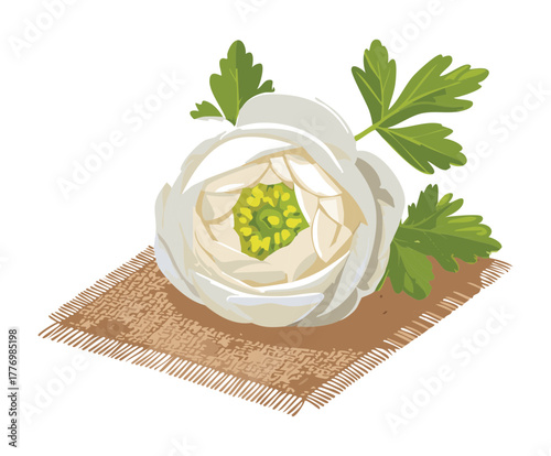 Single white ranunculus plants illustrated with lush green parsley on a clean background, vibrant design