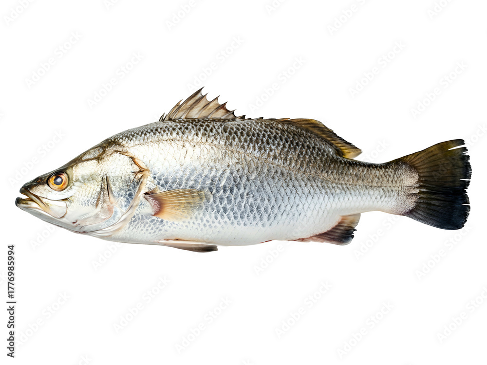 Fototapeta premium Fresh whole raw Barramundi fish, prized for its delicate flavor and firm texture, expertly isolated on a pristine white background, ready for healthy culinary creations or gourmet seafood preparation