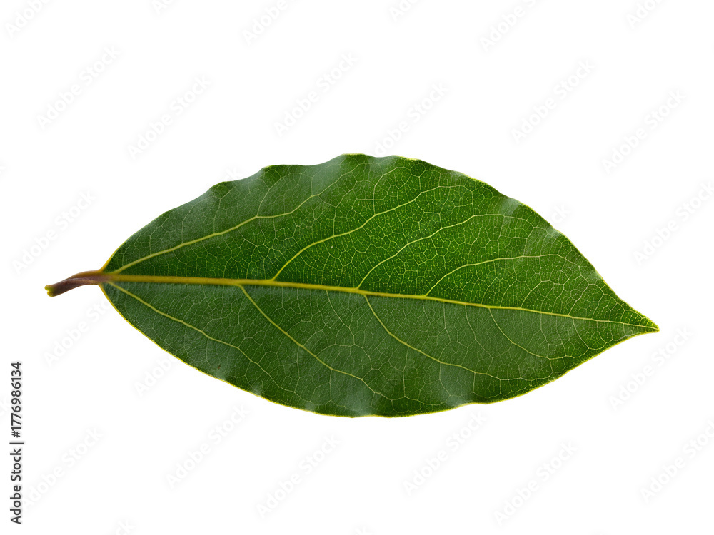 Fototapeta premium A single fresh green bay leaf, an aromatic culinary herb, is isolated on a clear blank white background for cooking and seasoning