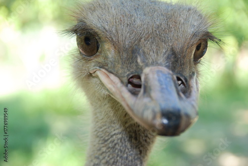 Εκτύπωση καμβά Closeup of Ostrich face, beak and eyes
