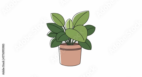 plant in a pot