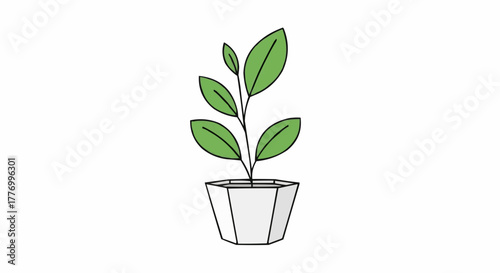 plant in a pot