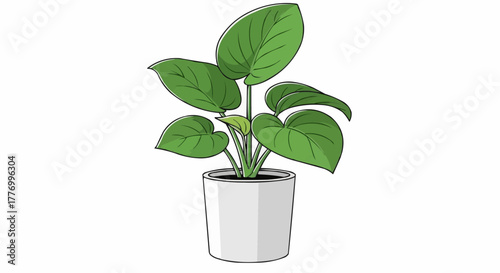 plant in a pot