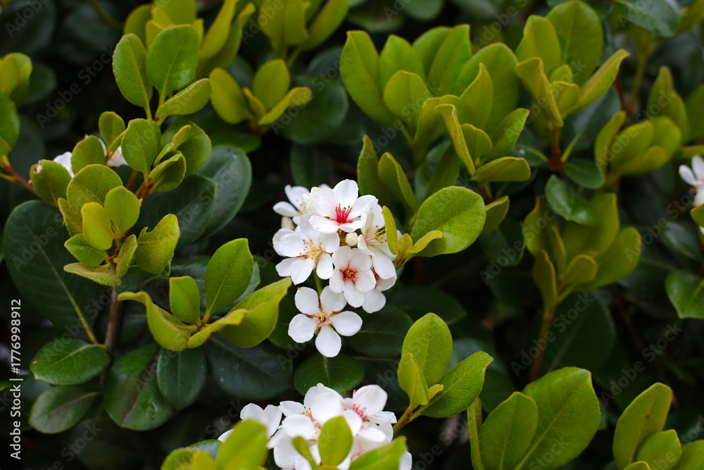 Naklejka premium Snow White Indian Hawthorn (Rhaphiolepis indica) in full bloom