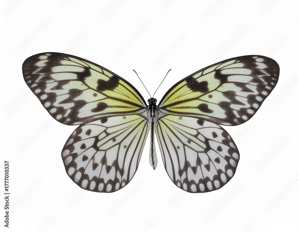 Obraz premium Butterfly's Elegance: A close-up view of a butterfly, showcasing the intricate patterns on its delicate wings. The details of the wing pattern create a stunning display of nature's design.