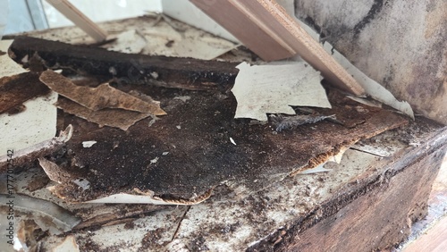 Foto Wood that have been damaged due to prolonge water seepage.