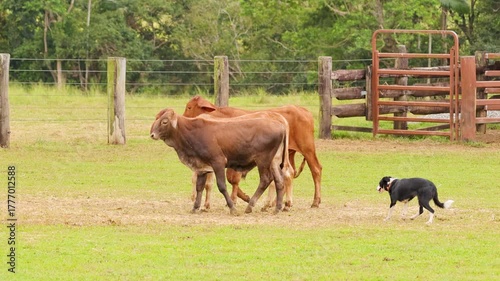 Wallpaper Mural Australian Cattle Dog Herding Cows in Rural Pasture Torontodigital.ca
