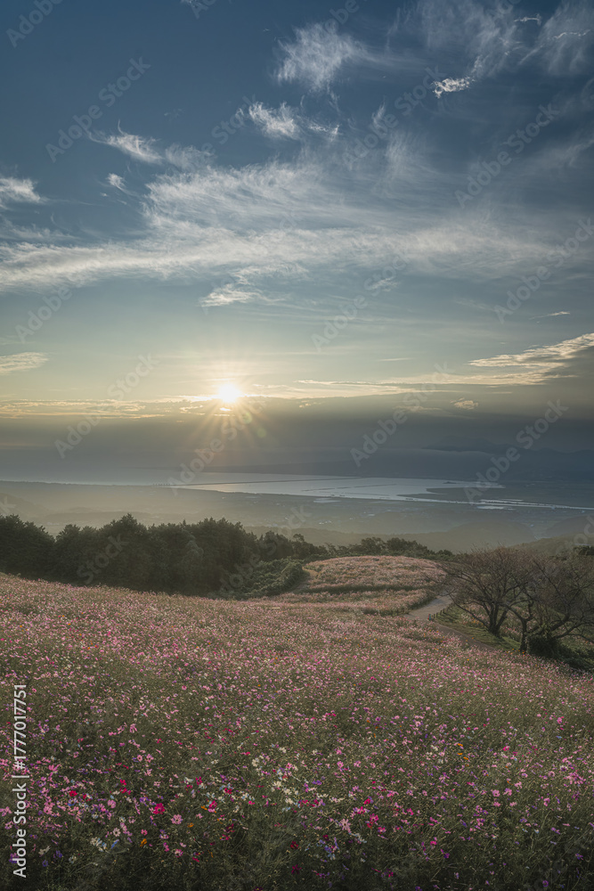 Obraz premium 長崎-【白木峰高原のコスモス】