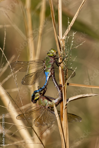 Dragonflies