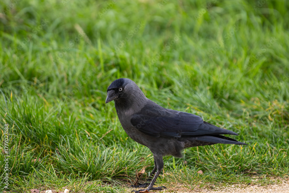 Fototapeta premium Jackdaw walking in green grass – close-up wildlife bird photo, side view