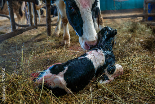 A Holstein dairy cow with a newborn calf on a farm