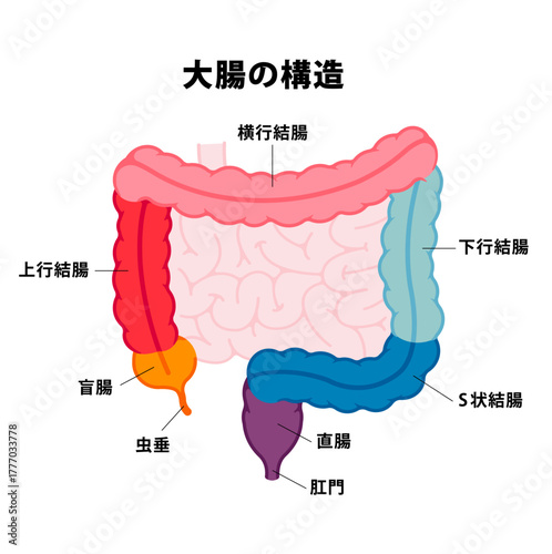 大腸の部位とその名称　ベクターイラスト