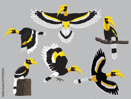 Bird Great Hornbill Various Poses Flying Cartoon Vector Character