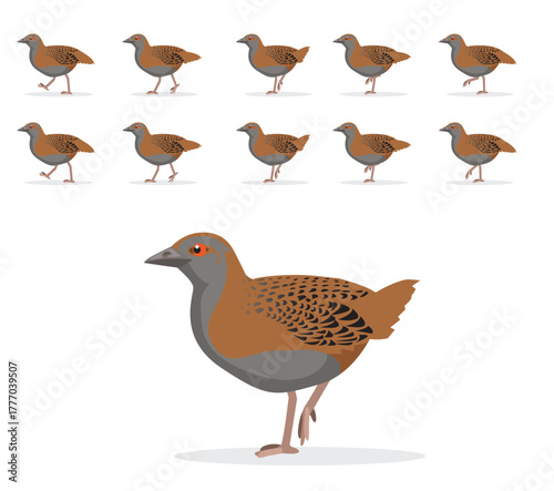 Weka Bird Animal Animation Sequence Walking Cartoon Vector