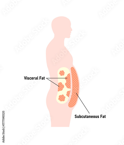 Sideways silhouette illustration of visceral fat and subcutaneous fat