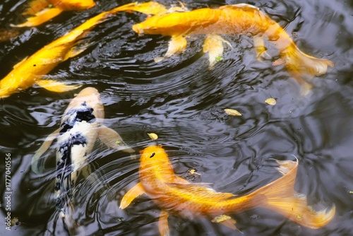 Rondo of Water and Carp