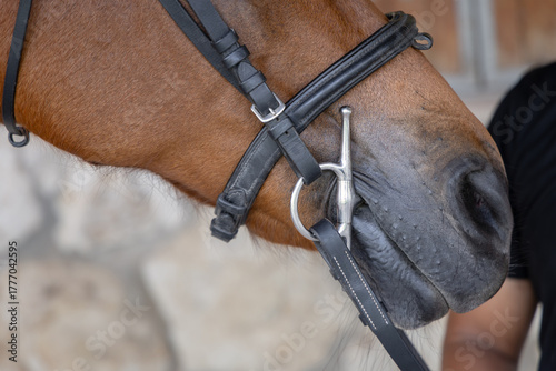 close up of horse bit