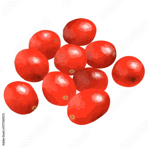 手描き水彩クランベリー