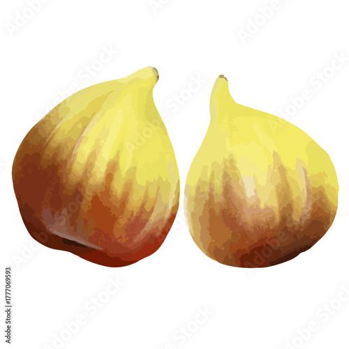 手描き水彩いちじく