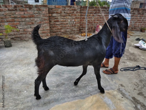 Black goat standing on rooftop with brick wall background