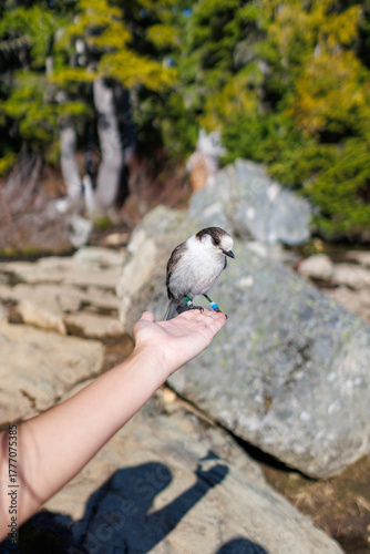 Holding a bird in her hand