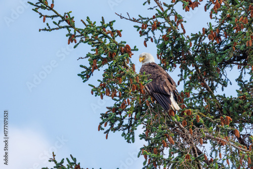 Marvelous Eagle fishing from top of tree along beach
