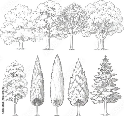 Hand-drawn tree collection: diverse species, detailed sketch art