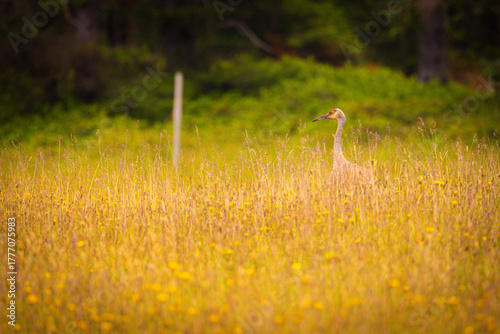 Sandhill crane visible in misty meadow