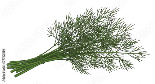 Fresh green dill herb tied in a neat bundle, ready for culinary use, isolated on a clean white background.