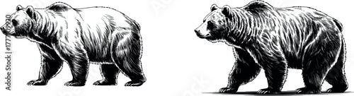 Aggressive Grizzly Bear Vector Illustration in Vintage Engraving Style - Black and White Hand-Drawn Sketch