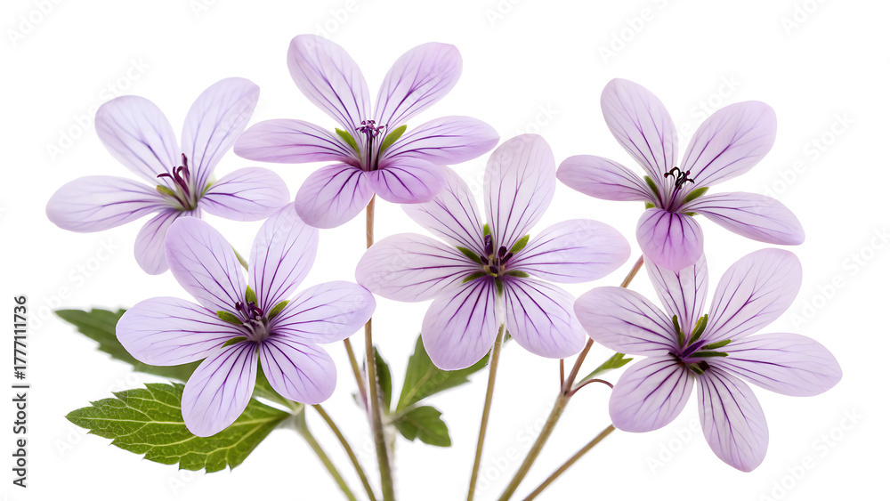 Fototapeta premium Delicate light purple wildflowers with dark centers and green leaves on a white background