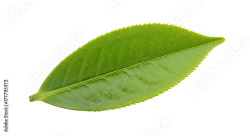 A Single Green Tea Leaf Isolated on a White Background.