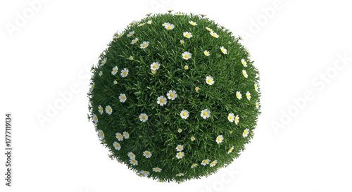 Green bush ball with white flowers isolated on transparent background